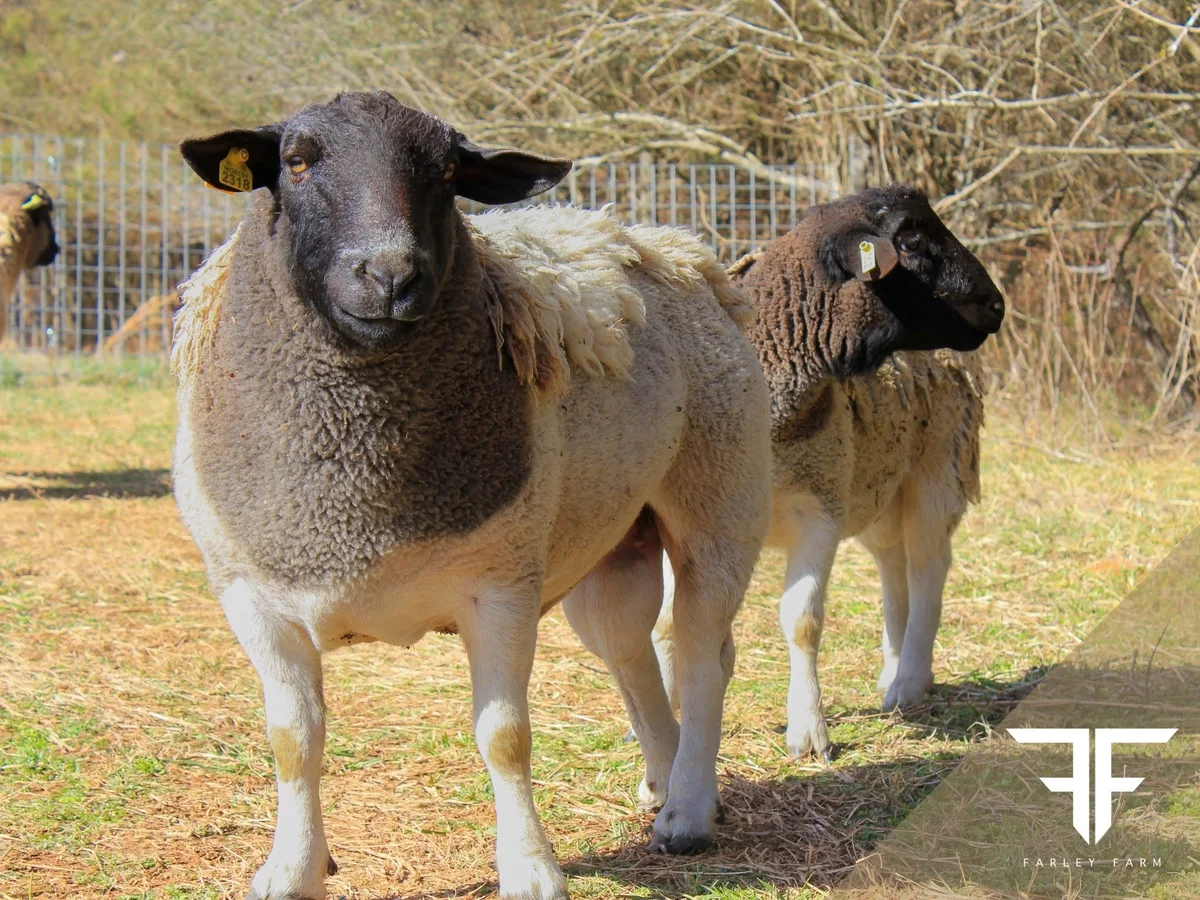 Dorper sheep at Farley Farm