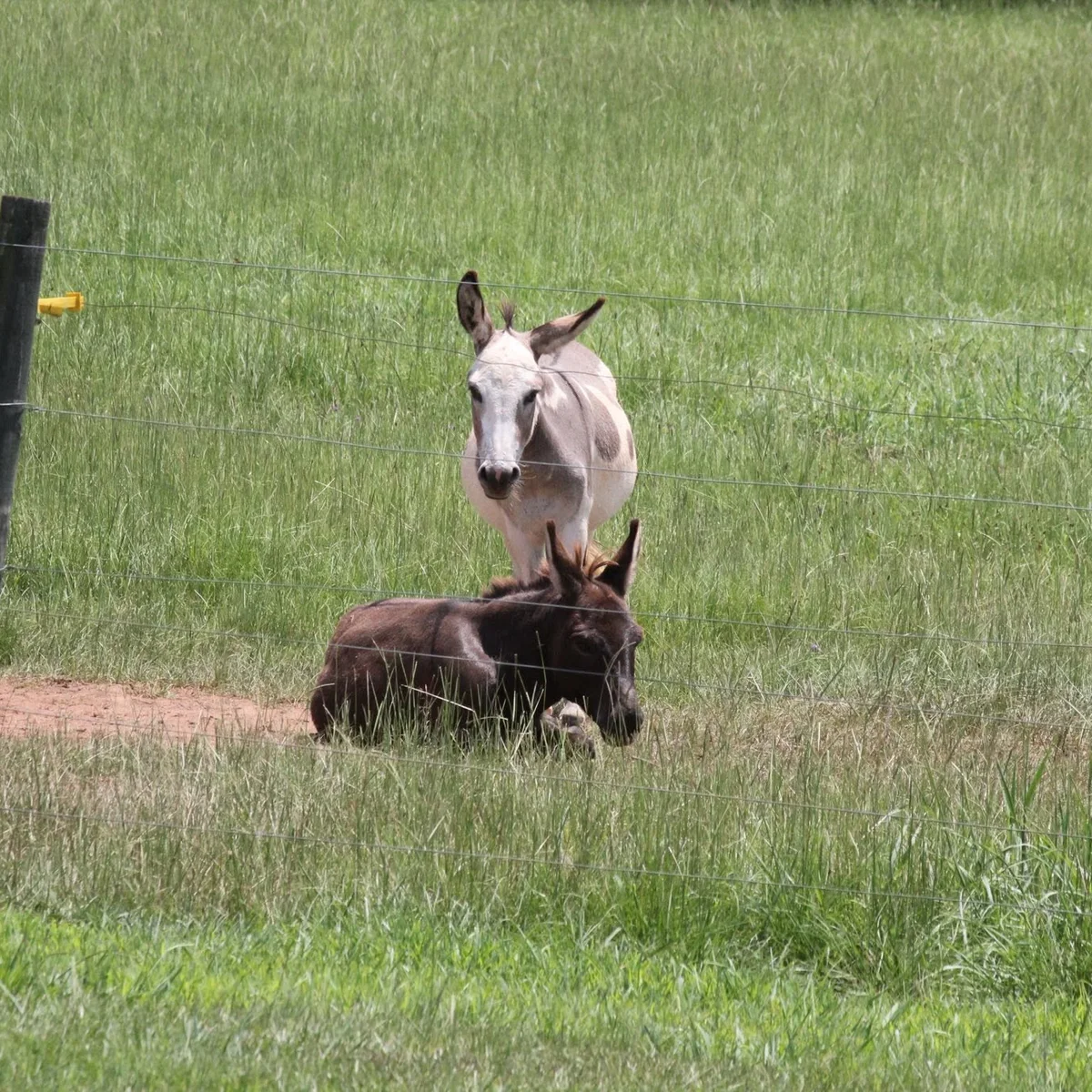 A goat in the scenic landscape at Farley Farm