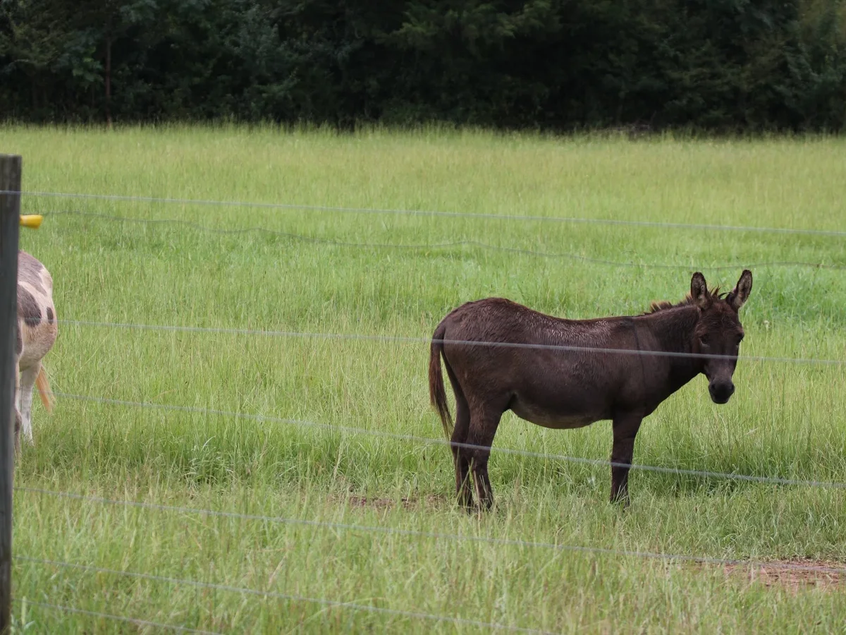 A goat in the Farley Farm pasture