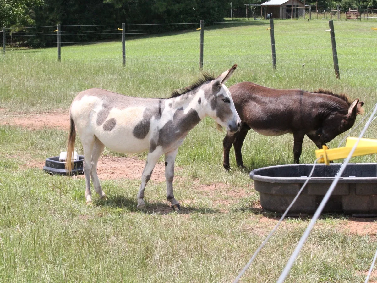 Miniature donkeys at Farley Farm
